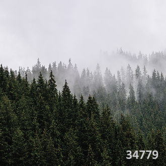 Лесная дымка